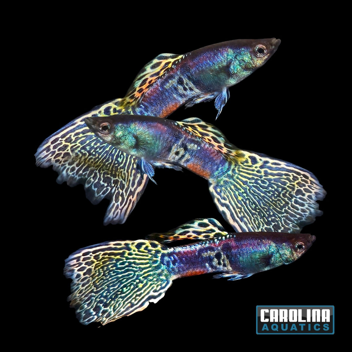 Guppy - Green Metal Head