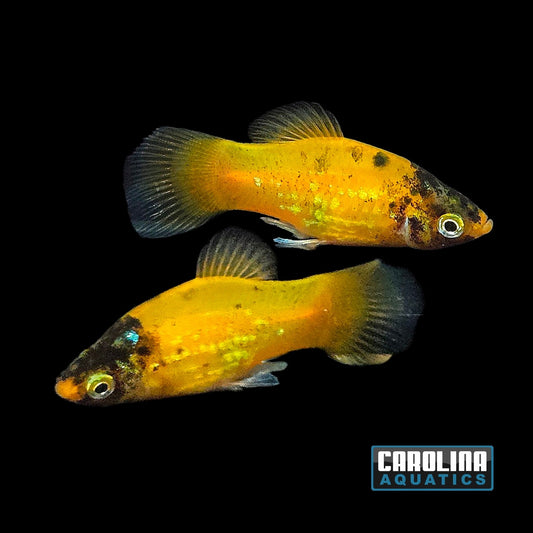 Platy - Bumblebee