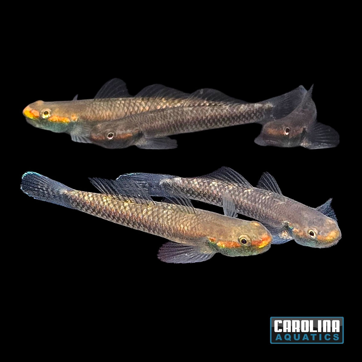 Misc - Goby Stiphodon Blue Neon