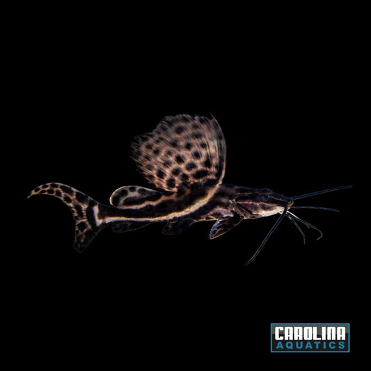 Catfish - Sailfin Pim XL