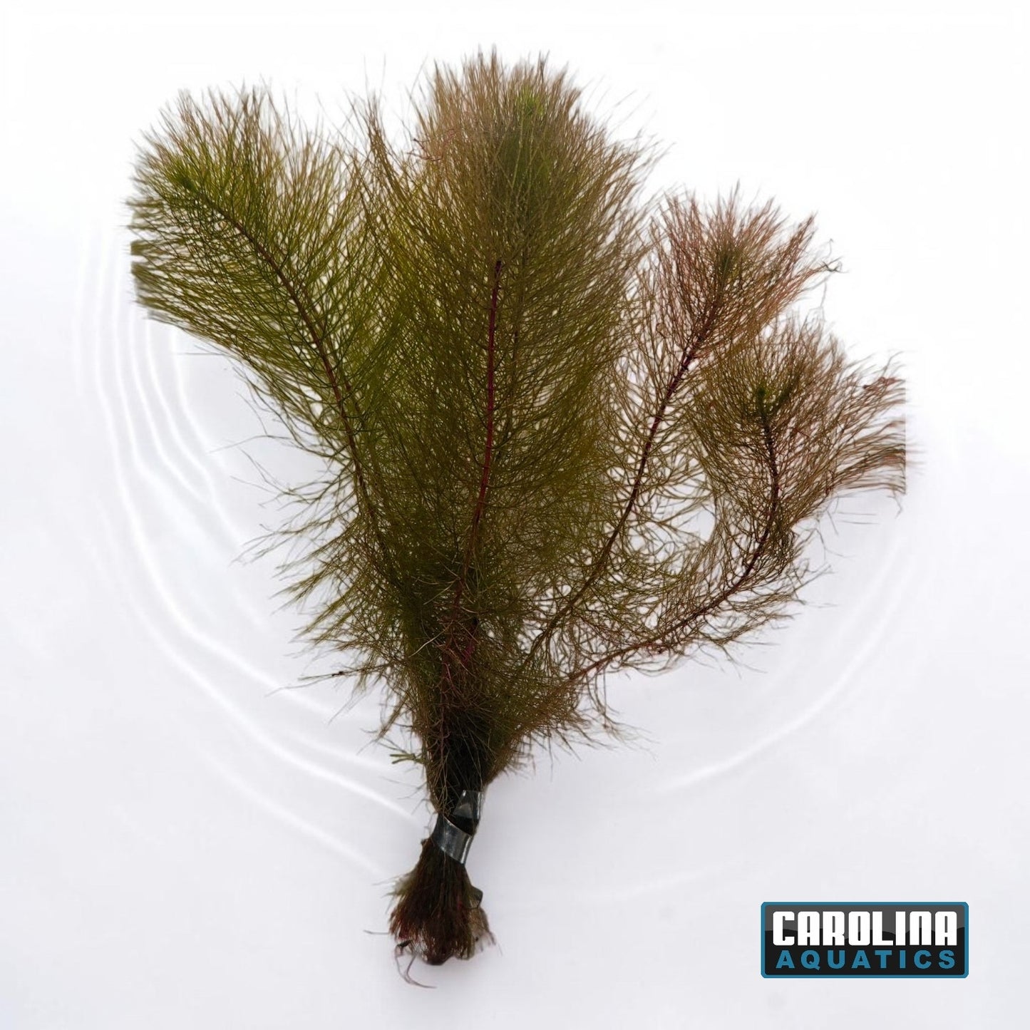 Foxtail (Myrio) Red