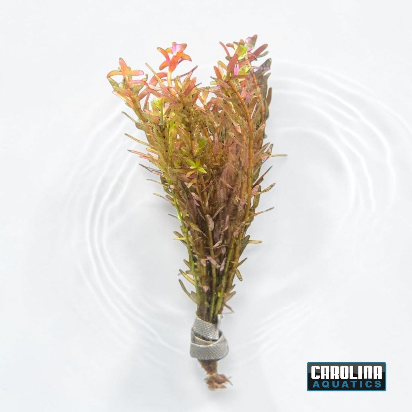 Rotala Orange Juice