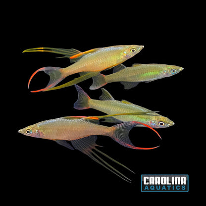Rainbow - Threadfin Med