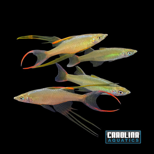Rainbow - Threadfin Med