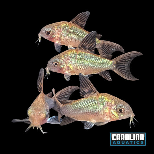 Cory - C005 Pantanal Med