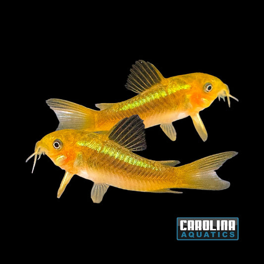 Cory - Green Laser Med