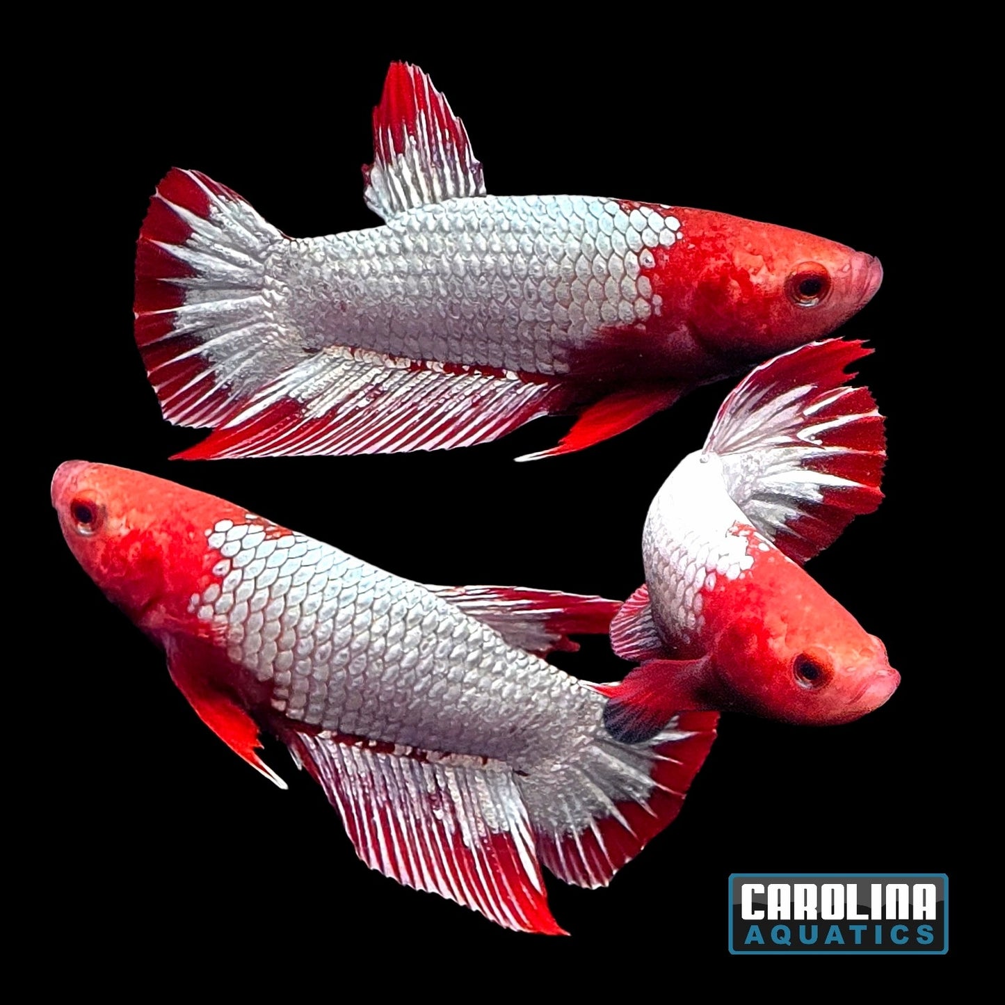 Betta - Red Cap Fancy Copper Male