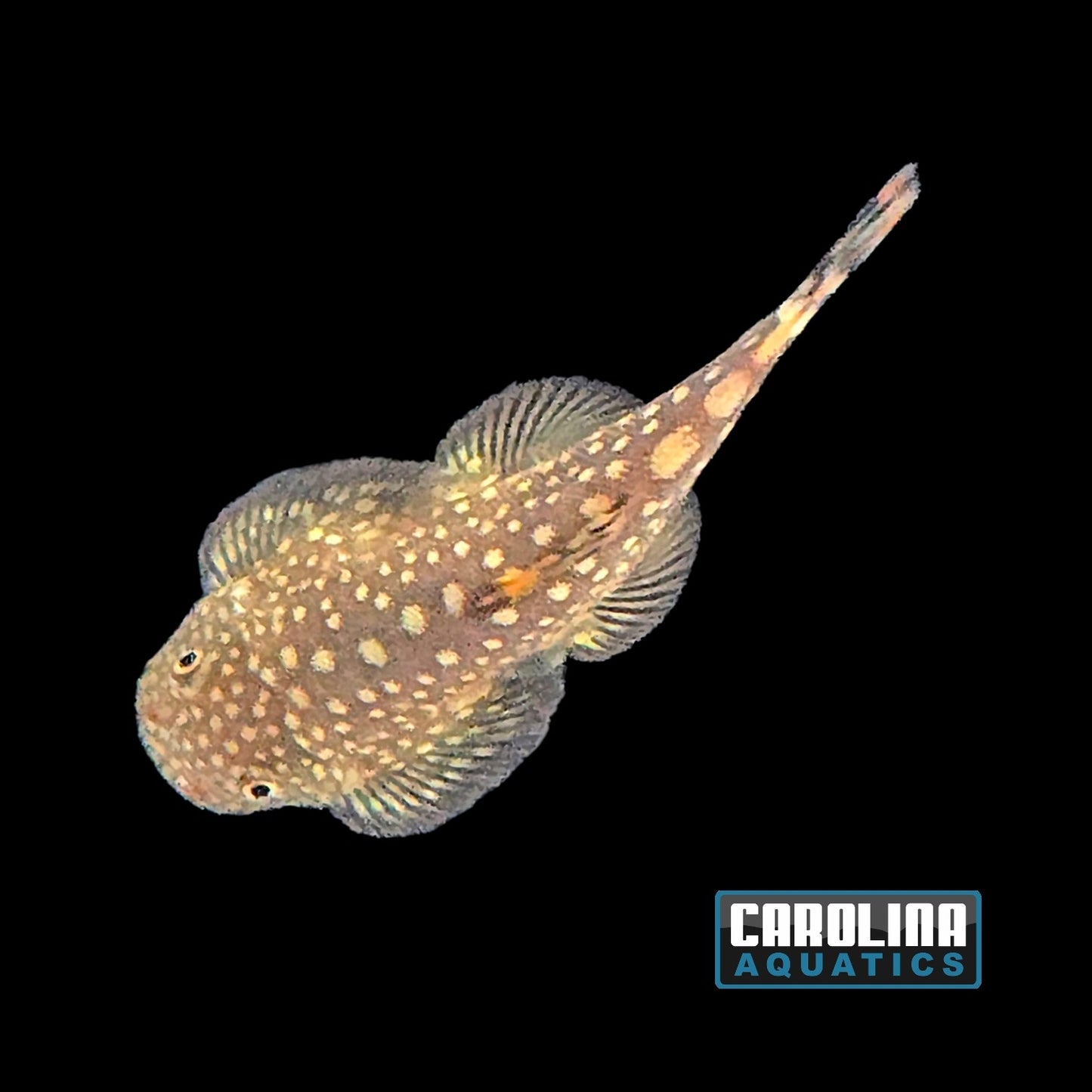 Loach - Hillstream Borneo Big Spot Med