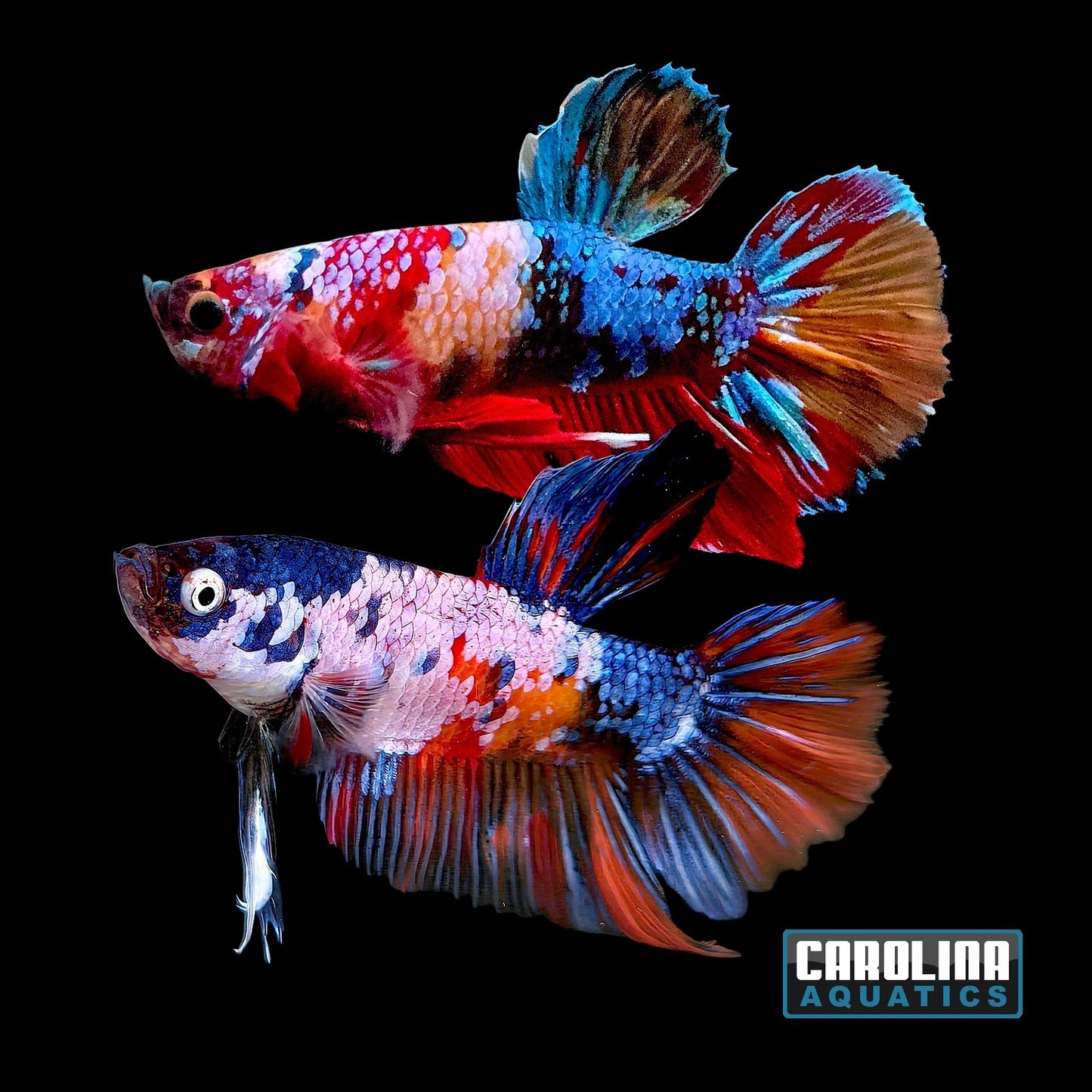 Betta - Super Giant Shortfin Koi Male