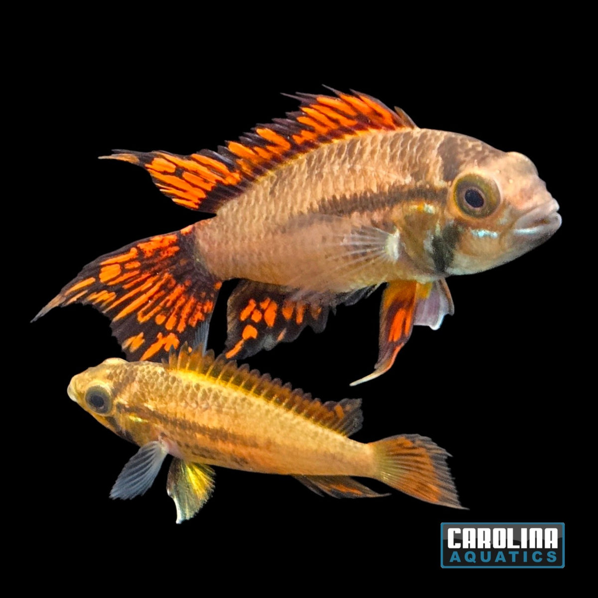 Cichlid - Apisto. Cacatuoides Super Red Med