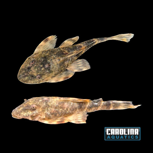 Pleco - Clown