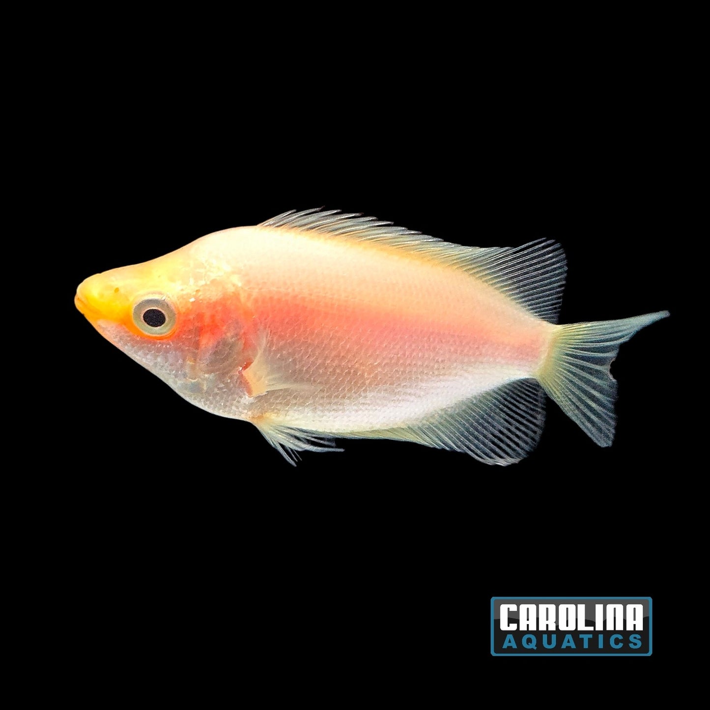 Gourami - Kissing Pink