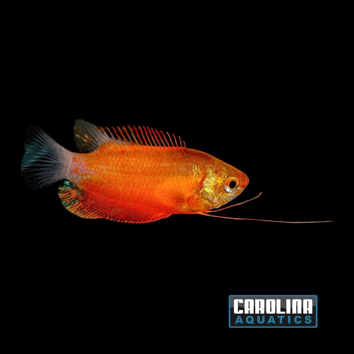 Gourami - Honey Red Med