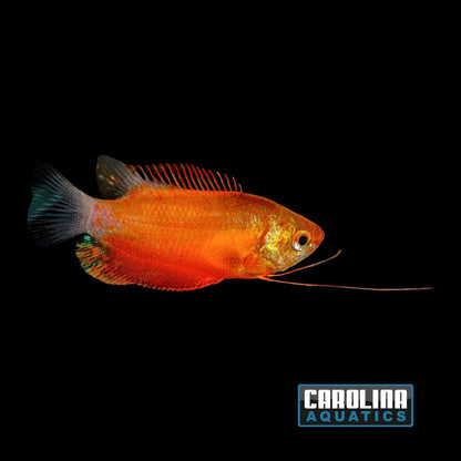 Gourami - Honey Red Med