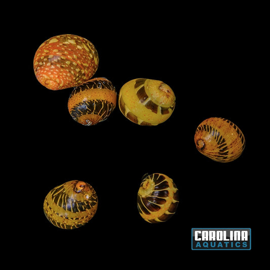 Invert - Snail Racetrack Pattern Nerite