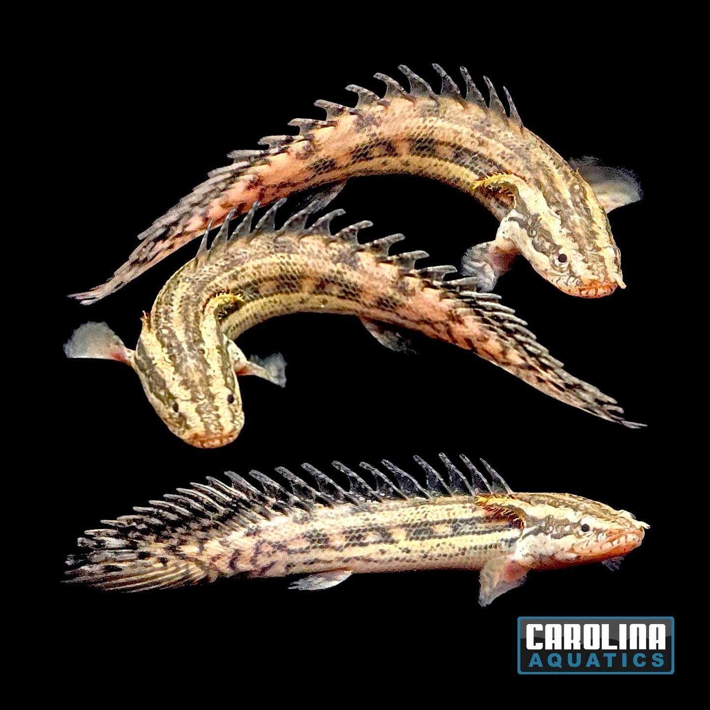 Misc - Bichir Lapradei TR 3in