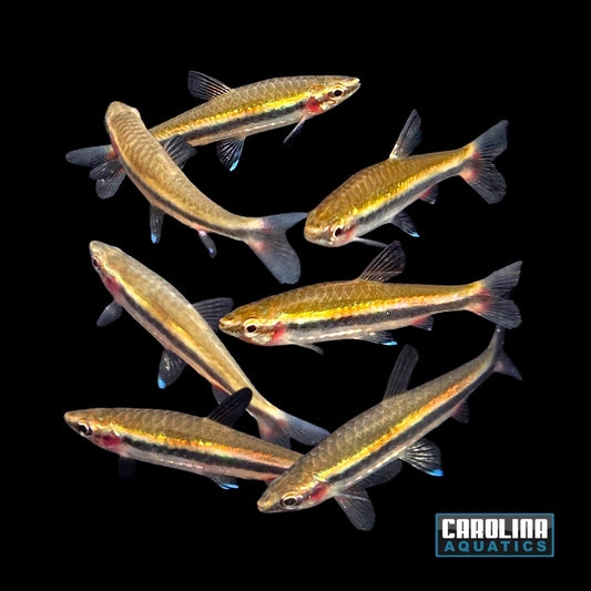 Misc - Pencilfish Gold Beckford