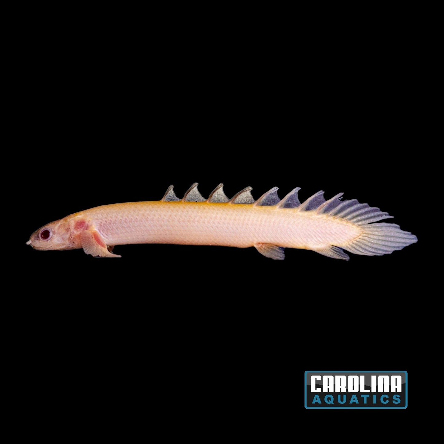 Misc - Bichir Senegalus Albino 2.5in.