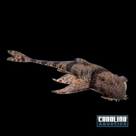 Catfish - Caqueta Dragon Whiptail XL