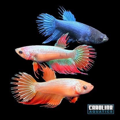 Betta - Crowntail Female