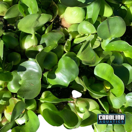 Water Hyacinth
