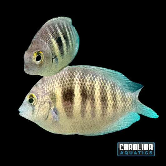 Cichlid - Chromide Canara Pearl Spot Sm/Md