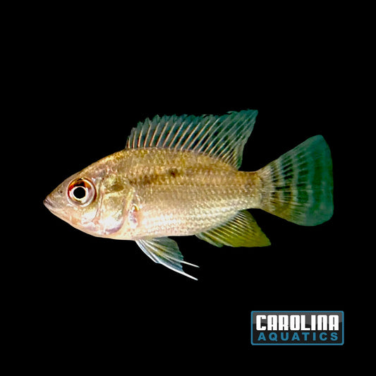 Cichlid - Chaetobranchopsis orbicularis 2in