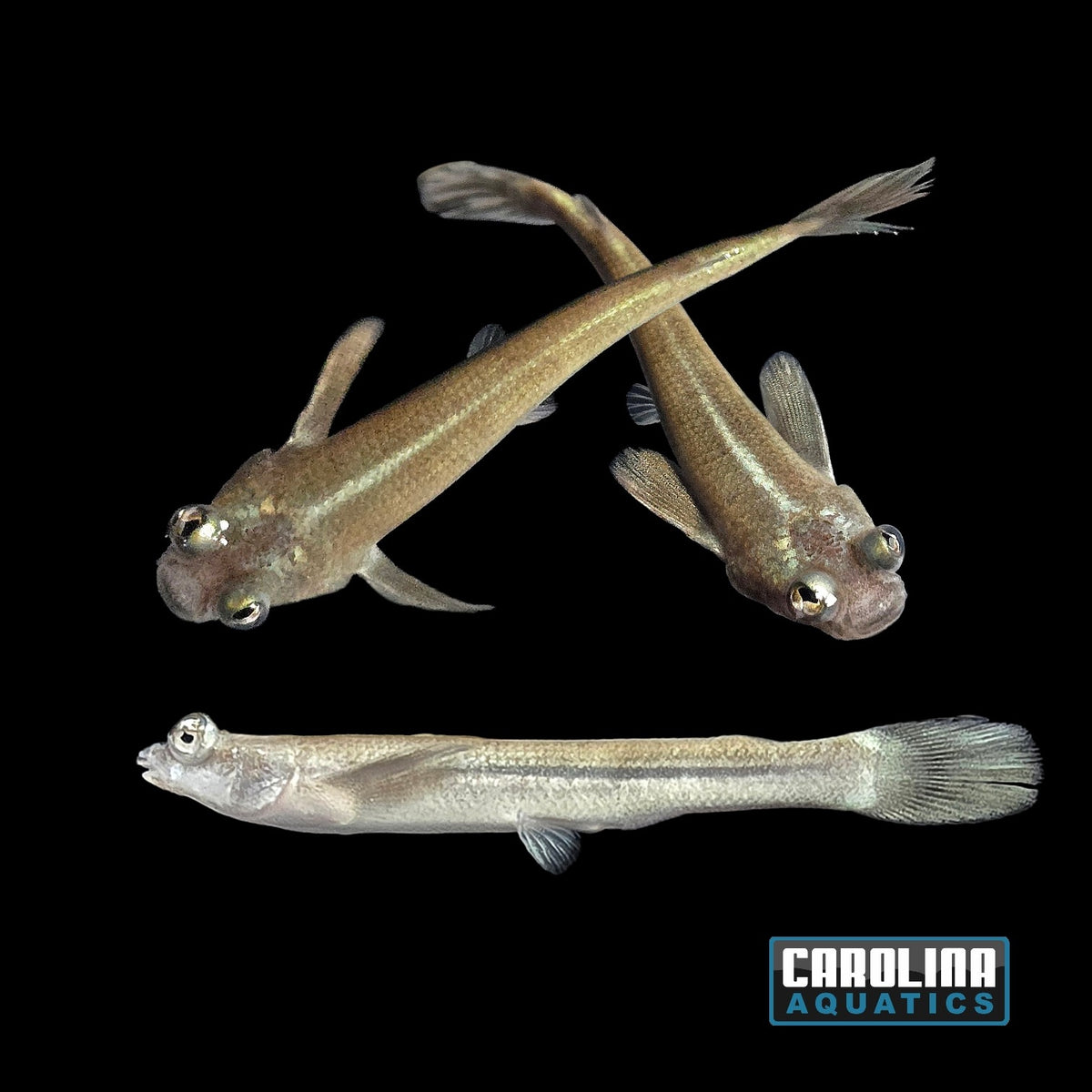 Misc - Four-Eyed Fish 2.5-3in