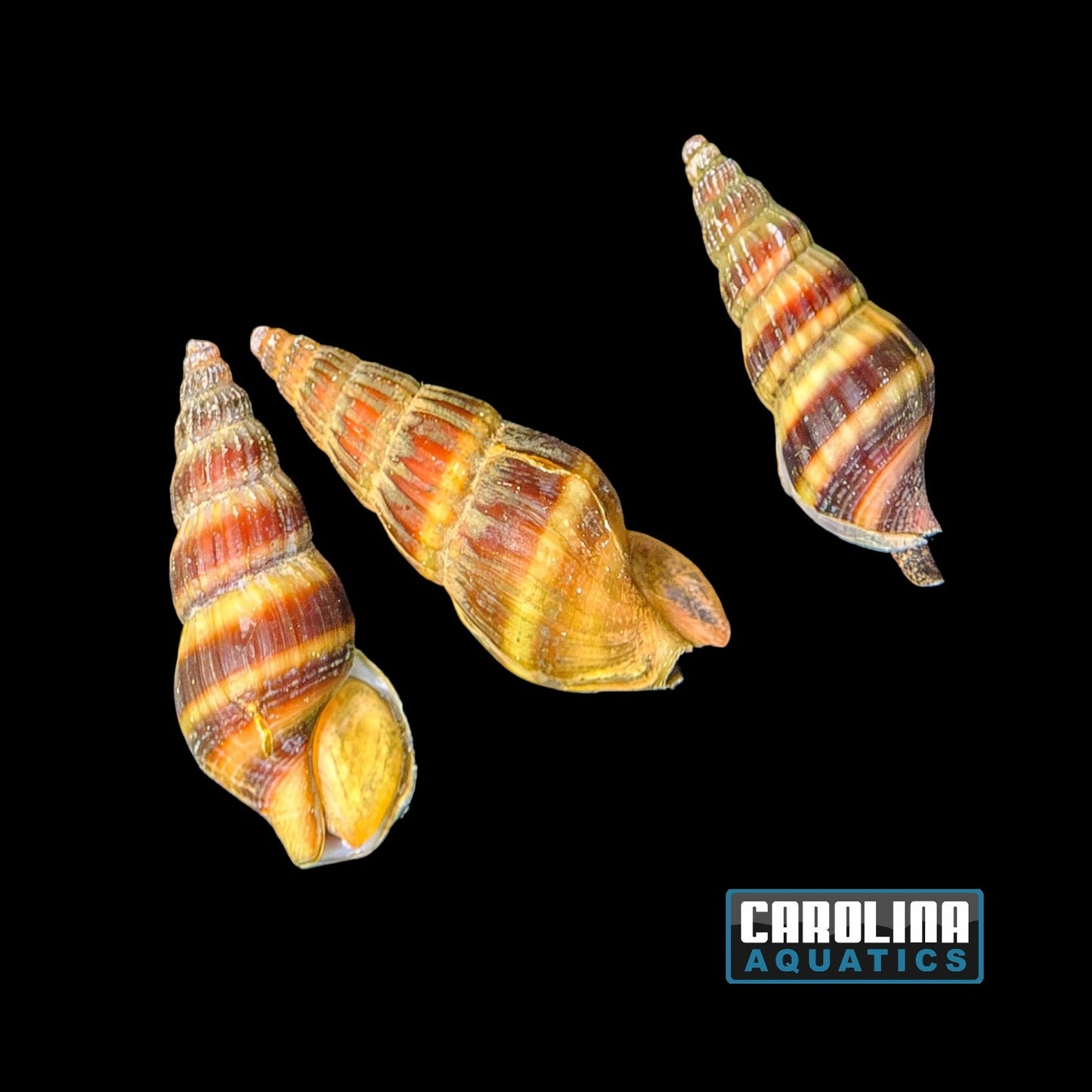 Invert - Snail Assassin