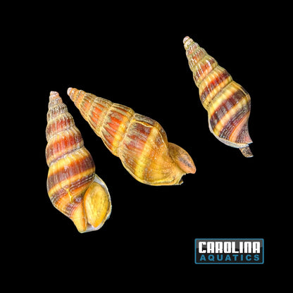 Invert - Snail Assassin