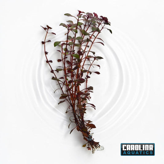 Ludwigia Palustris Super Red