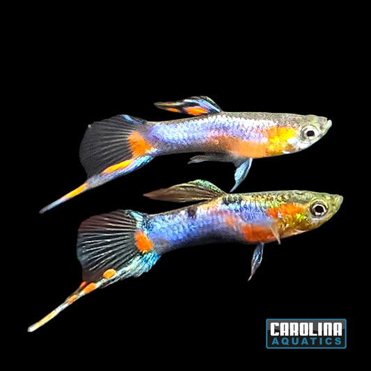 Guppy - Endler French Blue Star