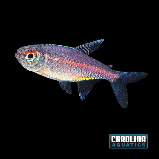 Tetra - Watermelon (Red Laser) Lg