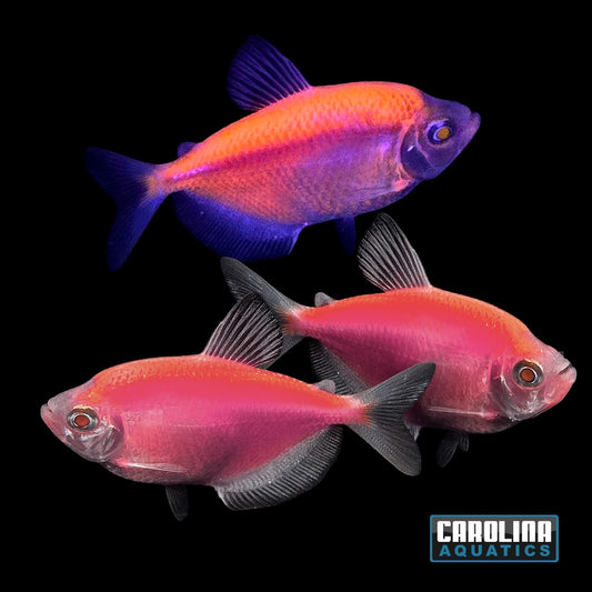 GloFish® - Tetra Moonrise Pink