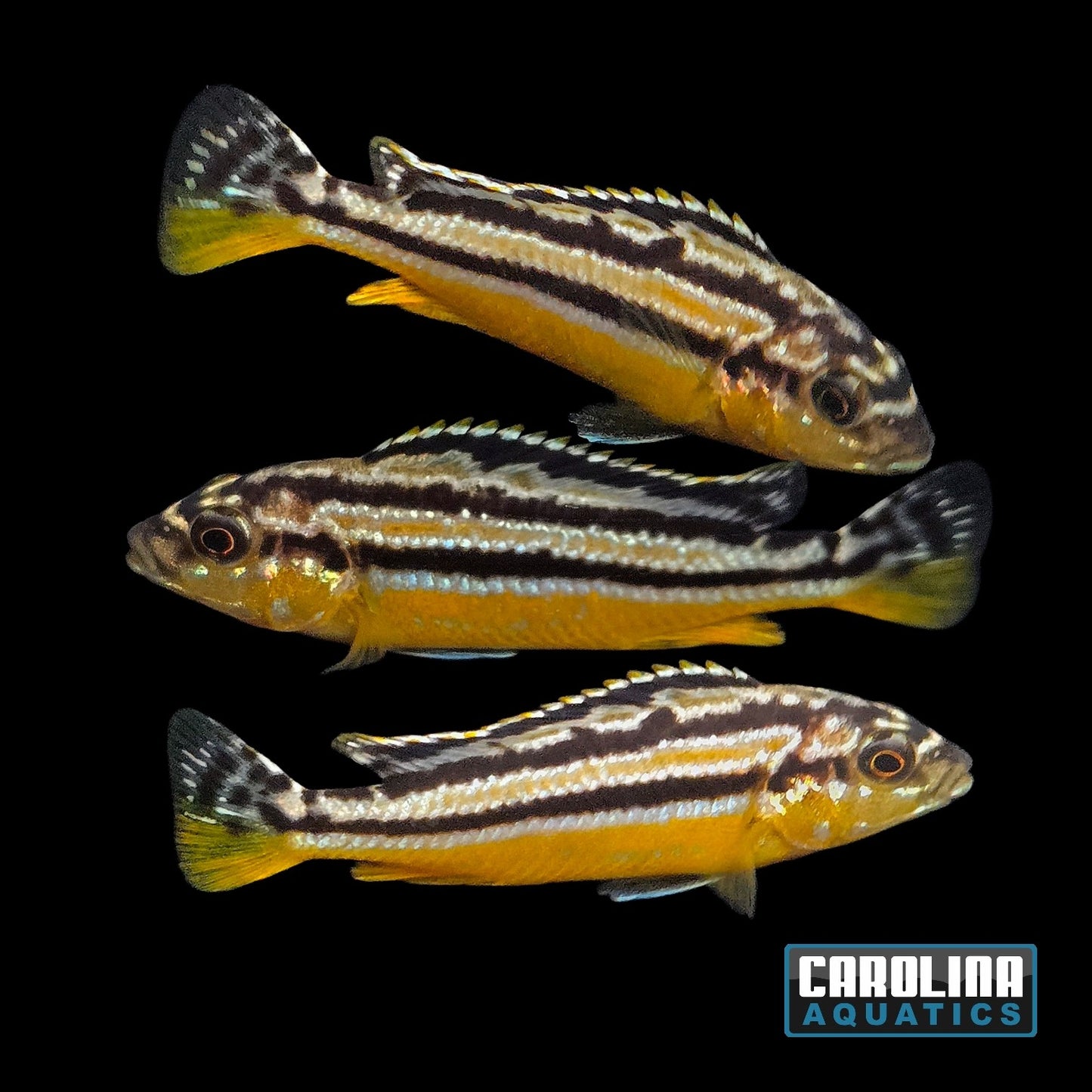 African - Auratus