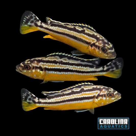 African - Auratus