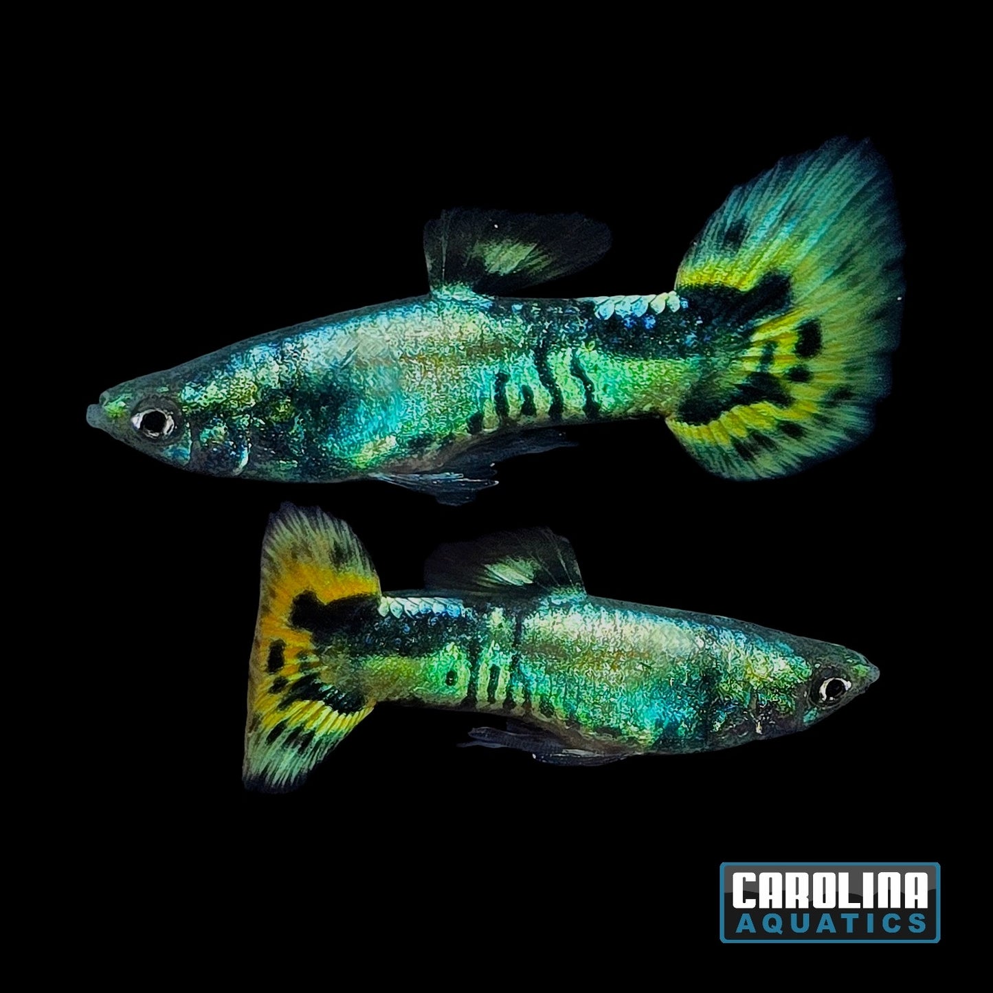 Guppy - Half Moon Yellow Tiger