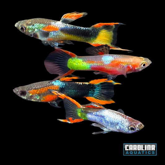Guppy - Endler Premium Asst