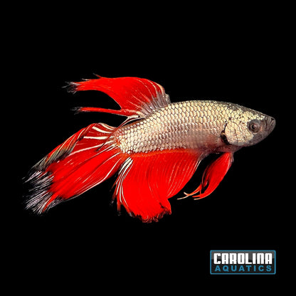 Betta - Dragon Show
