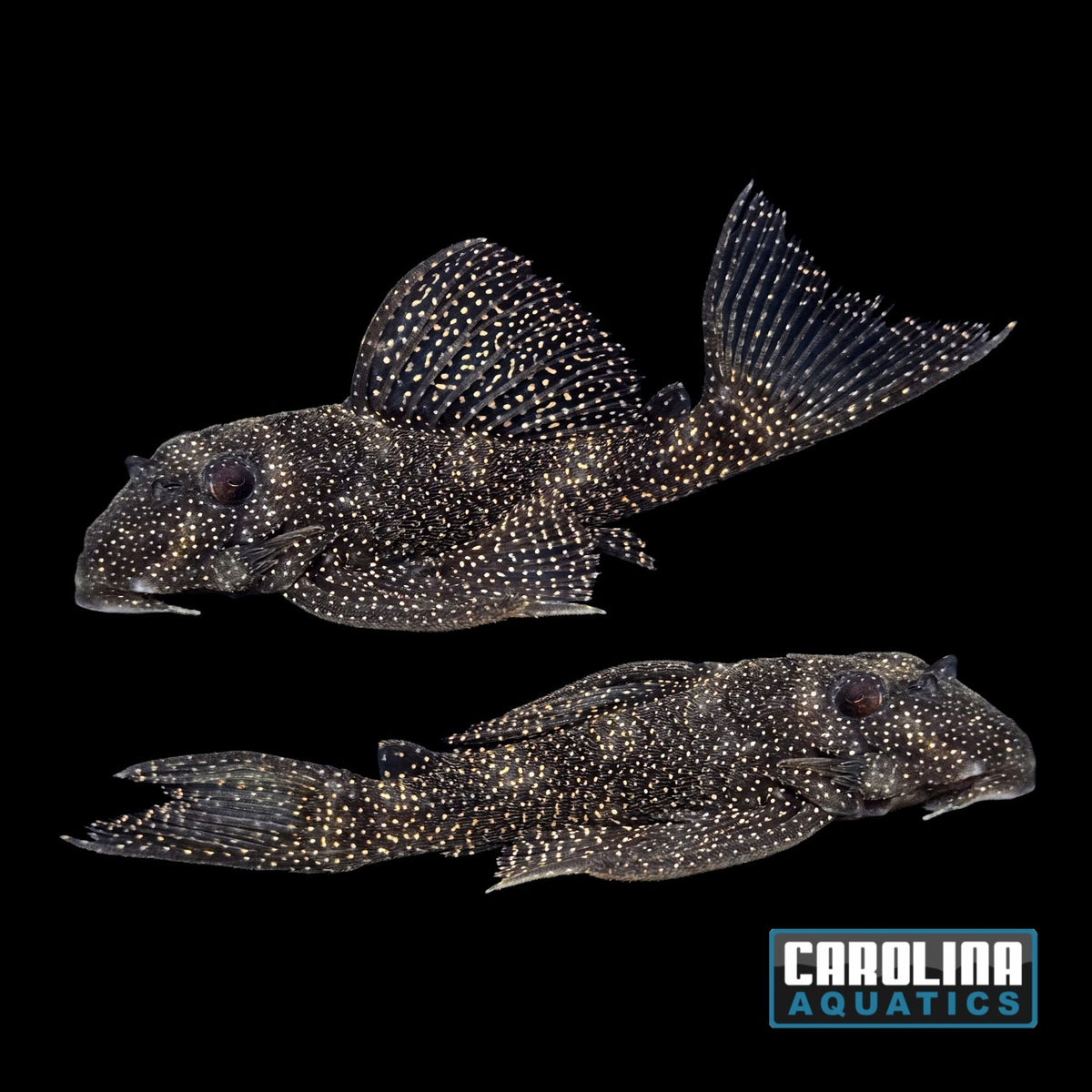 Pleco - Stardust L-262 3.5-4in.