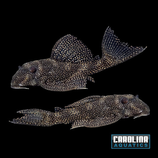 Pleco - Stardust L-262 3.5-4in.