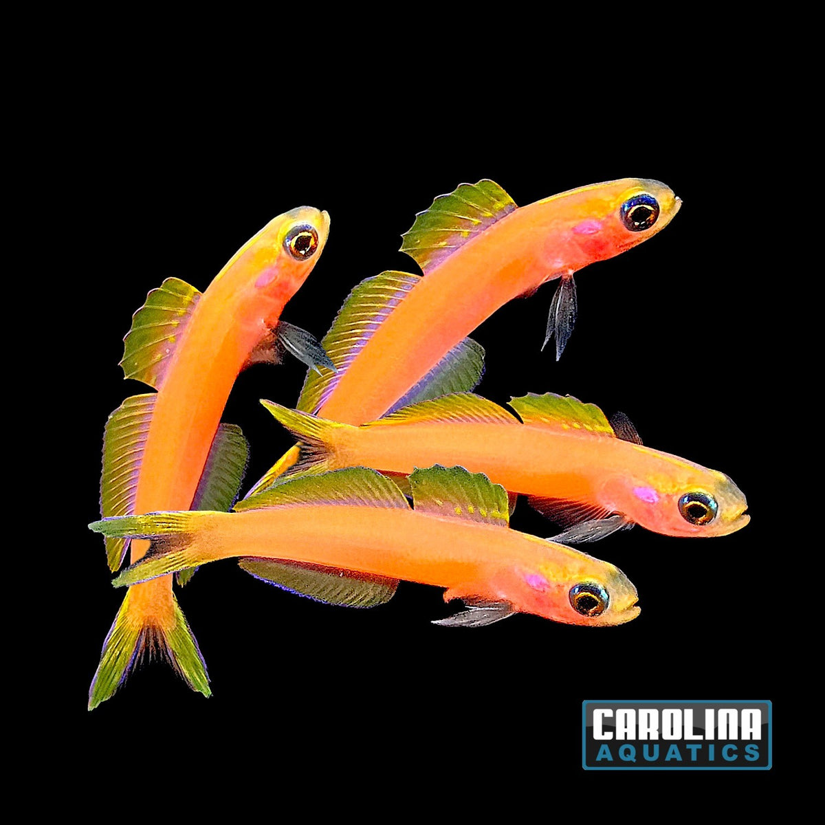 Dartfish- Kaguya