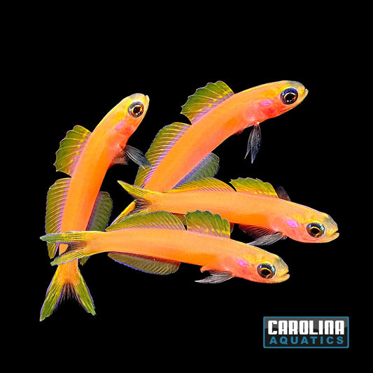 Dartfish- Kaguya