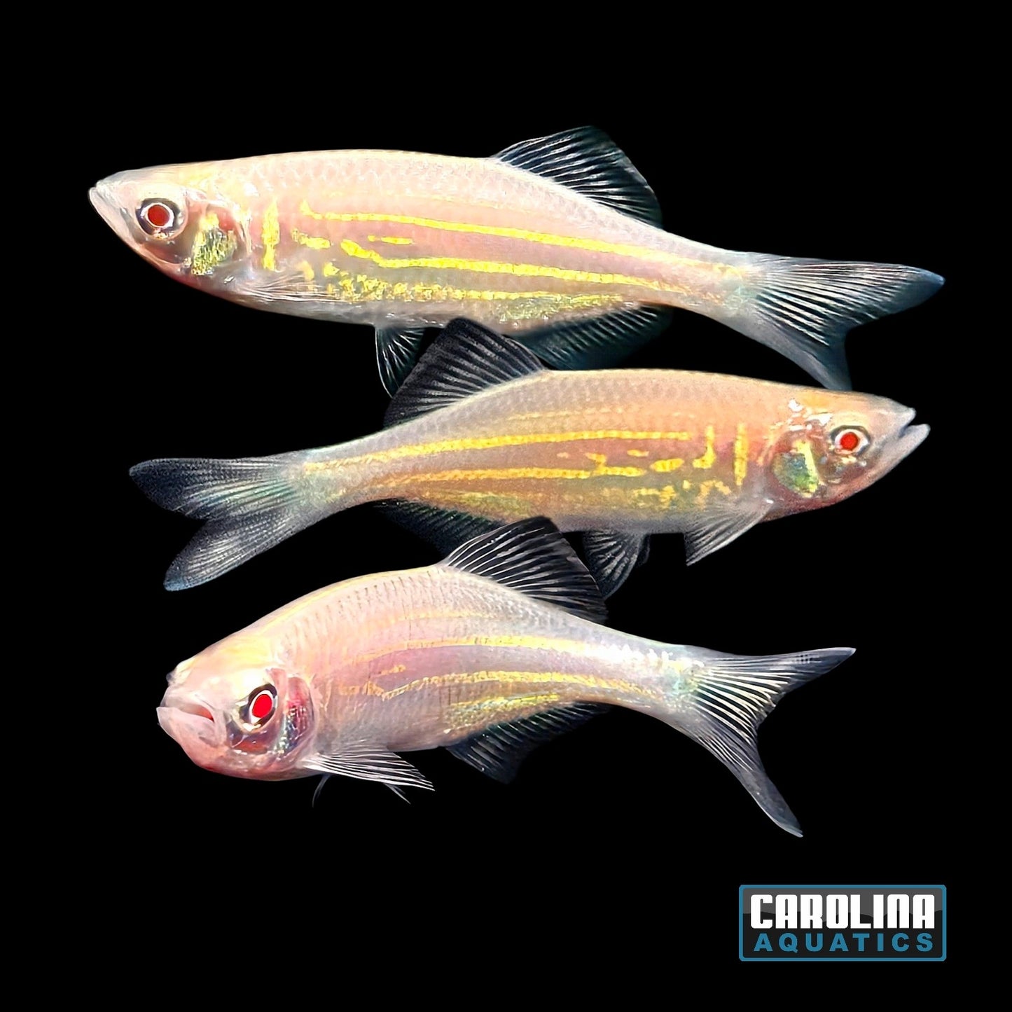 Danio - Giant Gold Lg