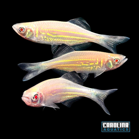 Danio - Giant Gold Med