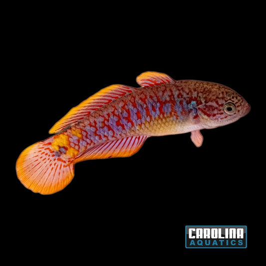 Misc - Goby Peacock Gudgeon Med