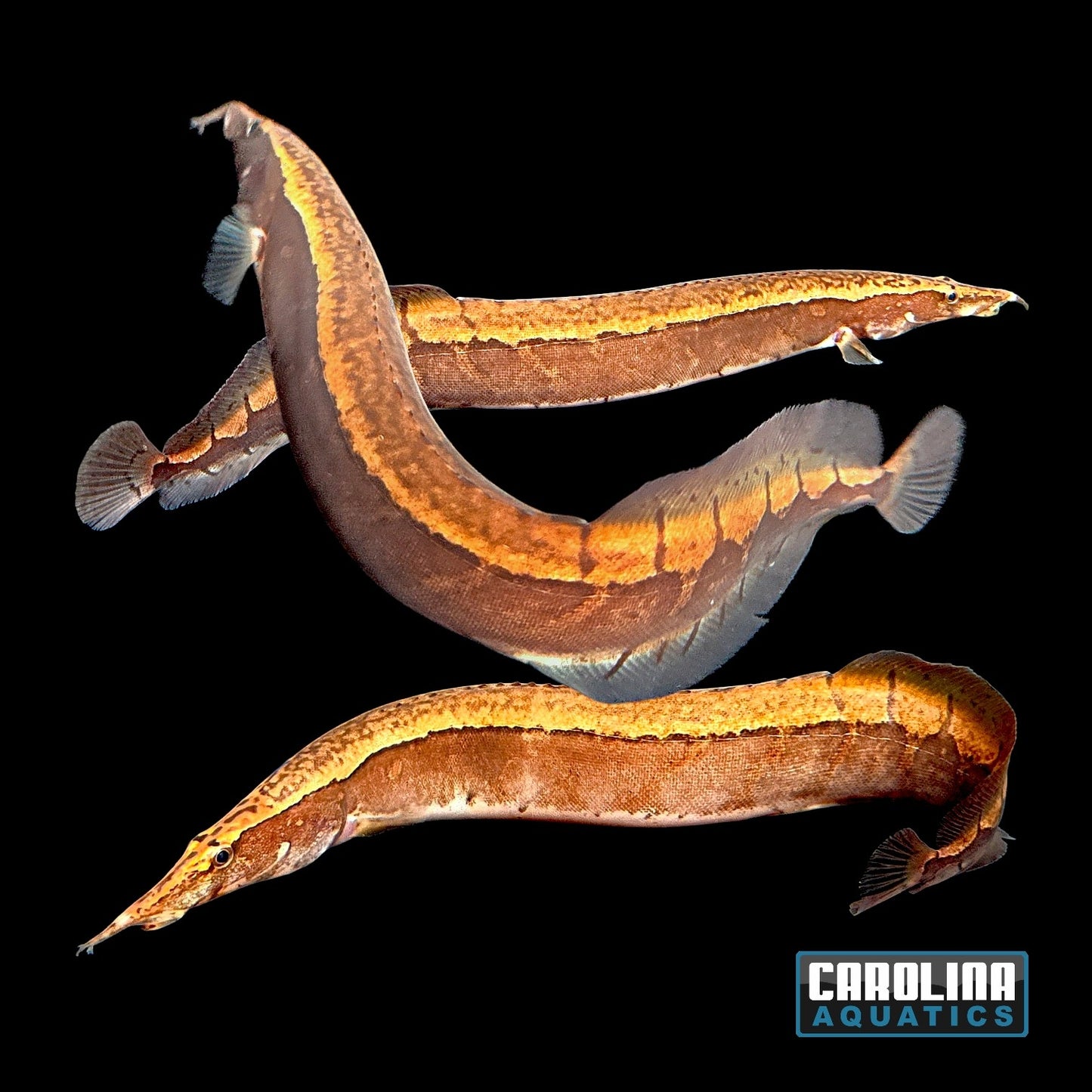 Misc - Eel Borneo Python Lg