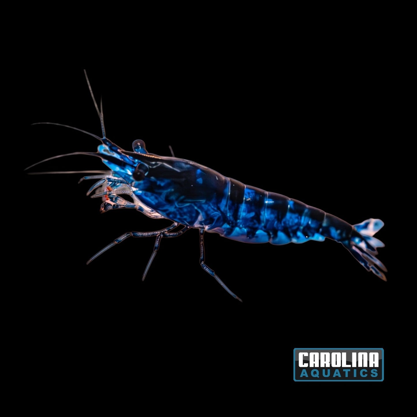 Invert - Shrimp Blue Diamond