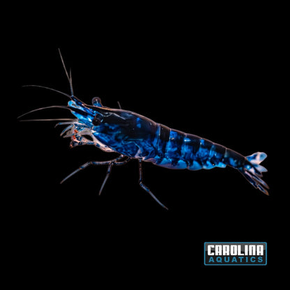 Invert - Shrimp Blue Diamond