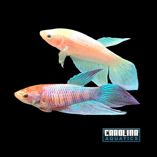 Betta - Female